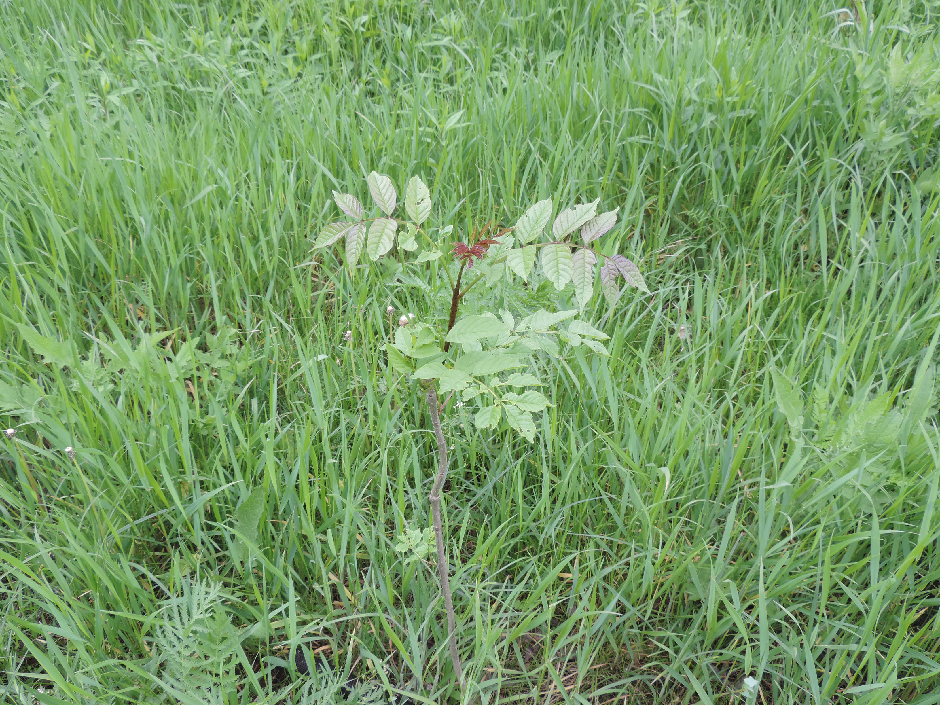 Konatrakt B3 2 sadzonka jesionu na terenie nowoposdzonego lasu gowego pierwswzy rok po posadzeniu