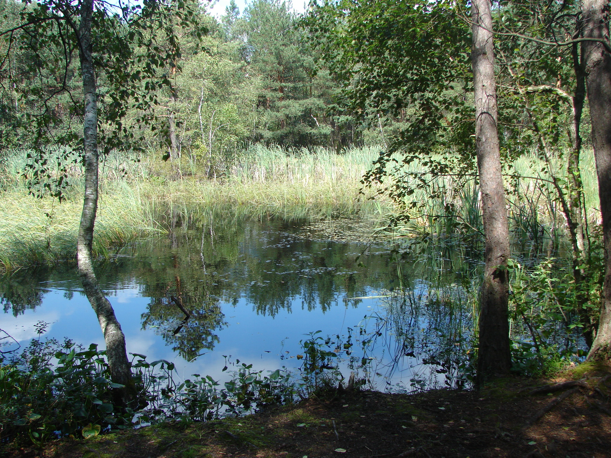 Zbiornik potorfowy k jeziora Moszne Poleski Park Narodowy
