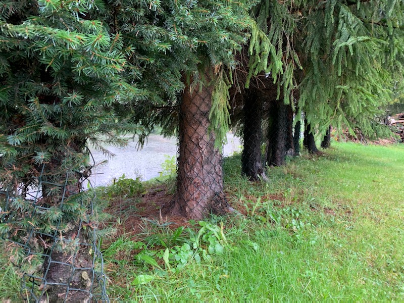zabezpieczanie drzew przeciw bobrom zabezpieczenie drzew przy pompowni nr 1 ZW Tresna 3